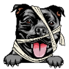 American Staffordshire Terrier 1