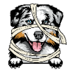Australian Shepherd 1