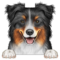 Australian Shepherd (Aussie) 4