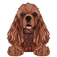 American Cocker Spaniel 6
