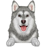 Alaskan Malamute 3