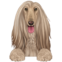 Afghan Hound 1