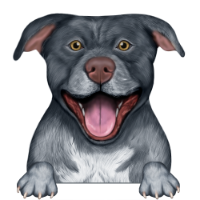 American Pitbull Terrier 3
