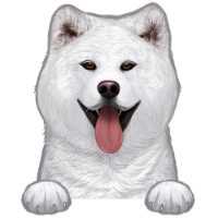 Akita 2