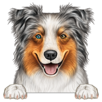 Australian Shepherd (Aussie) 1