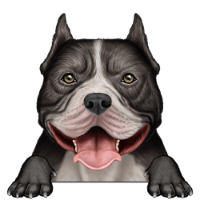 American Bully 5