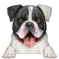 American Bulldog 1