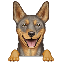 Australian Kelpie 3