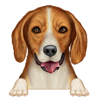 American Foxhound 1