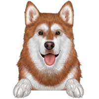 Alaskan Malamute 2