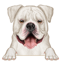 American Bulldog 3