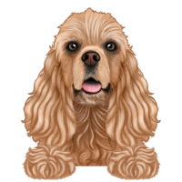 American Cocker Spaniel 3