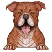American Staffordshire Terrier 1