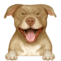 American Pitbull Terrier 8