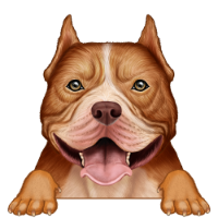 American Bully 2