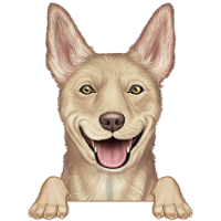 Australian Kelpie 1