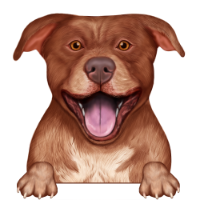 American Pitbull Terrier 1