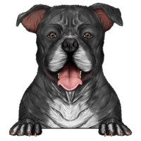 American Staffordshire Terrier 4