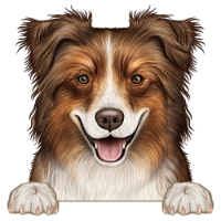 Australian Shepherd (Aussie) 3