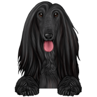 Afghan Hound 2