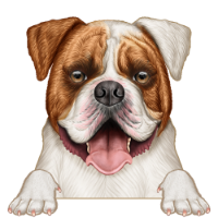 American Bulldog 4