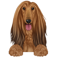 Afghan Hound 4
