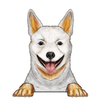 Australian Cattle Dog (Heeler) 2