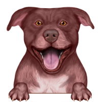 American Pitbull Terrier 7
