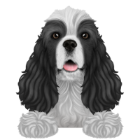 American Cocker Spaniel 5
