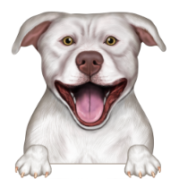 American Pitbull Terrier 2
