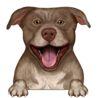 American Pitbull Terrier 6