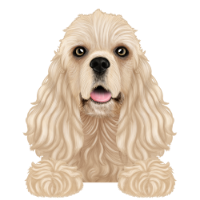 American Cocker Spaniel 1