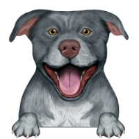 American Pitbull Terrier 4