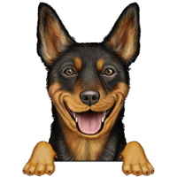 Australian Kelpie 2
