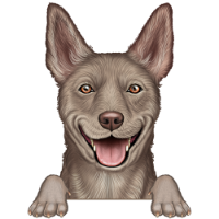 Australian Kelpie 5