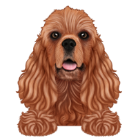 American Cocker Spaniel 4
