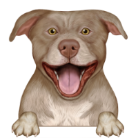 American Pitbull Terrier 5