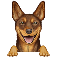 Australian Kelpie 4