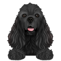 American Cocker Spaniel 2
