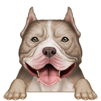 American Bully 1