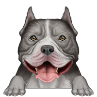American Bully 3