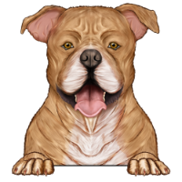 American Staffordshire Terrier 3
