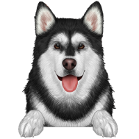 Alaskan Malamute 1