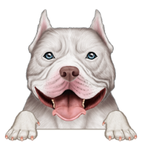 American Bully 4