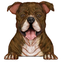 American Staffordshire Terrier 2