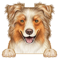 Australian Shepherd (Aussie) 2