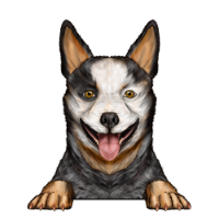 Australian Cattle Dog (Heeler) 1