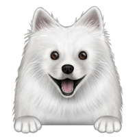 American Eskimo