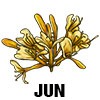 Honeysuckle