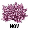 Chrysanthemum